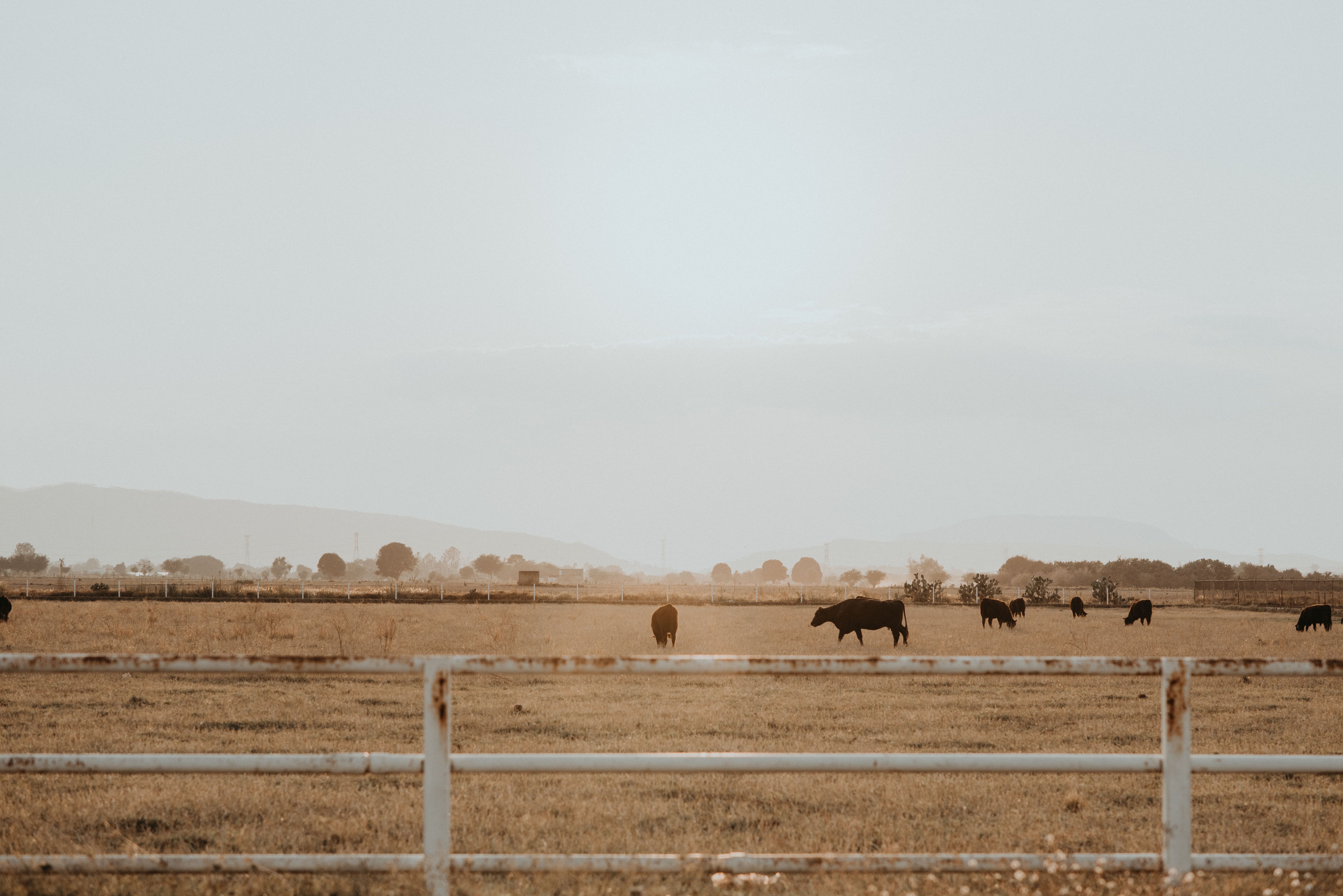 Working Cattle Ranch