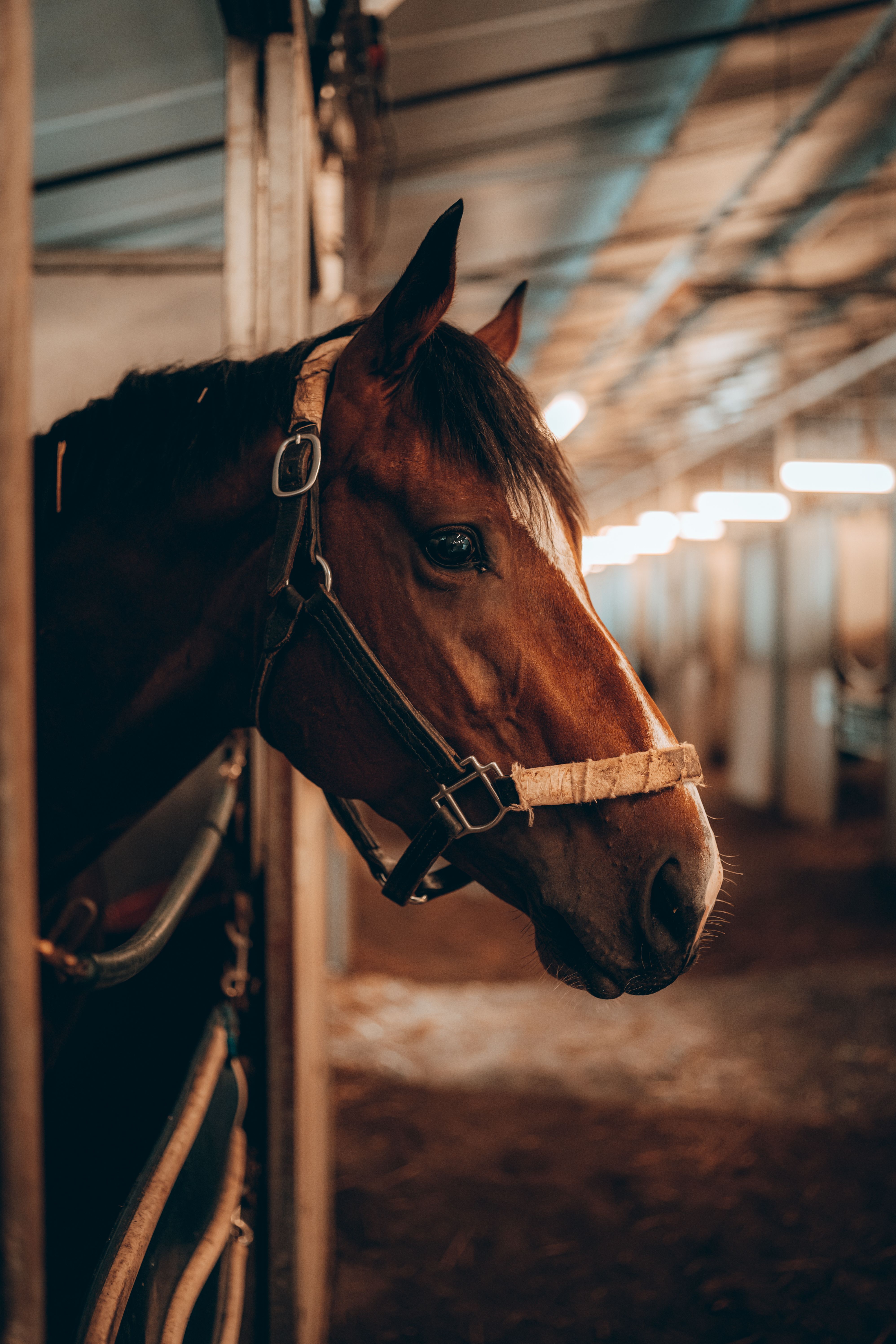Equestrian Estate